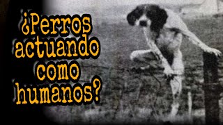 Animales con ATERRADORES y EXTRAÑOS Comportamientos Humanos [upl. by Manly]