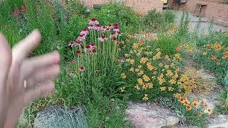 Successful Xeric perennials in a Colorado rock garden [upl. by Soinotna]