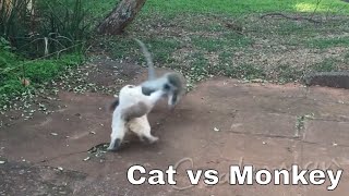 Cat vs Monkey  Thug Life [upl. by Lalitta701]