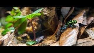 Ranitomeya variabilis quotsouthernquot poison dart frog calling and courting [upl. by Leduar867]