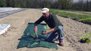 Tutorial posa telo per pacciamatura e trapianto delle zucchine [upl. by Amelie136]