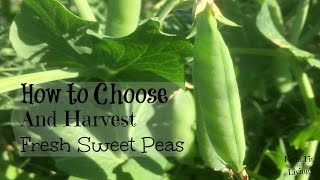 How to Harvest Fresh Sweet Peas [upl. by Jaycee]