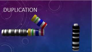 CHROMOSOMAL STRUCTURE DELETIONS DUPLICATIONS TRANSLOCATIONS INVERSIONS [upl. by Aicilec]