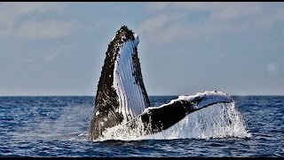 Baleia Jubarte Brasil Humpback Whale ABROLHOS Ballena Jorobada [upl. by Treb]