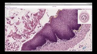 Histology Helper  Epithelium Histology [upl. by Artema]