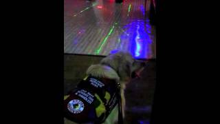 Autism Service Dog Helping with Sensory [upl. by Kcirdes260]