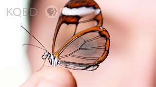 Glasswing Butterflies Want To Make Something Perfectly Clear  Deep Look [upl. by Tterej]