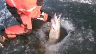 Trophy pike fishing through the ice Its huge 26lbs [upl. by Asilat]