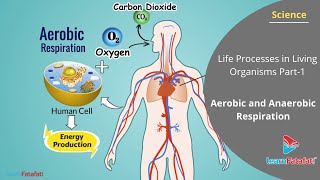 Aerobic and Anaerobic Respiration  Life Processes in Living Organisms [upl. by Eelyma327]