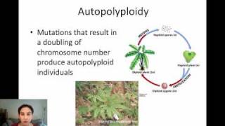 Sympatric Speciation via Polyploidy [upl. by Hanschen]