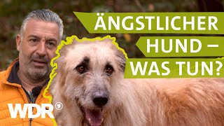 Hilfe bei ängstlichem Hund  Hunde verstehen 3  Tierratgeber  WDR [upl. by Macintyre]