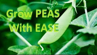 How to Grow Delicious Organic Peas  Complete Growing Guide [upl. by Smalley]