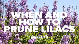 When and How to Prune Lilacs [upl. by Weaver]