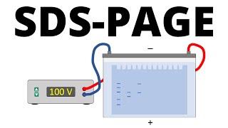 SDSPAGE explained  Protein Separation Technique [upl. by Ellehcal]