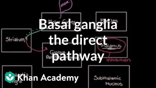 The basal ganglia  The direct pathway  Nervous system diseases  NCLEXRN  Khan Academy [upl. by Fancy]