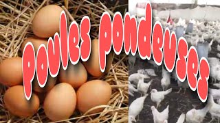 COMMENT DÉBUTER UN ÉLEVAGE DE POULES PONDEUSES  blog Hawa Conseils Elevage [upl. by Cope]