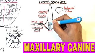 Anatomy of Maxillary Canine  Tooth Morphology [upl. by Boyes]