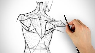 How to Draw the Shoulder Bones [upl. by Dmitri]