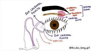 LACRIMAL APPARATUS with MNEMONIC  ANATOMY [upl. by Warenne]