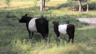 Fearringtons Belted Galloway Cows [upl. by Amla339]