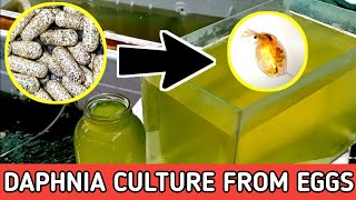 HOW TO HATCH DAPHNIA EGGS  HOW TO CULTURE DAPHNIA [upl. by Thema3]