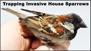 How To Catch Invasive House Sparrows Mousetrap Monday [upl. by Ardnua]