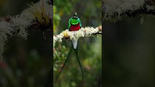 Resplendent Quetzal in the Cloud Forest of Costa Rica [upl. by Idas]