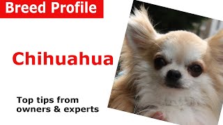 Chihuahua Dog Breed Advice [upl. by Papst]