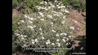 Cerastium tomentosum  SnowinSummer [upl. by Atisor]