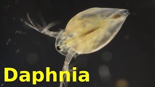 Daphnia [upl. by Nnayecats]