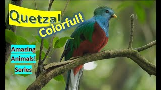 Quetzals 🦜Quetzal facts 🦅 trogon family [upl. by Starbuck]