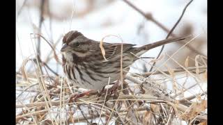 Song Sparrow Identification Example [upl. by Anni512]