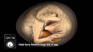 Chicken Embryo Development [upl. by Dragde685]