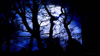 Forest at Night Sounds  Owls amp Crickets  Rustling leaves and wind [upl. by Kcirdnekel808]