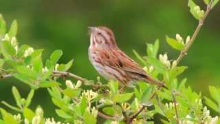 Song Sparrow Singing [upl. by Grania622]