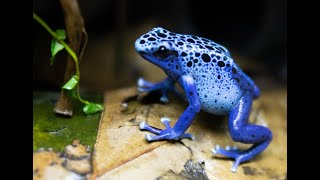 Dendrobates Tinctorius Azureus calling and Courting [upl. by Emmeram]