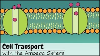 Cell Transport [upl. by Kaufman]