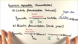 A2 Biology  Anaerobic respiration OCR A Chapter 185 [upl. by Llewkcor]