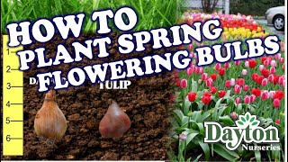 How to Plant Spring Flowering Bulbs [upl. by Vincelette959]