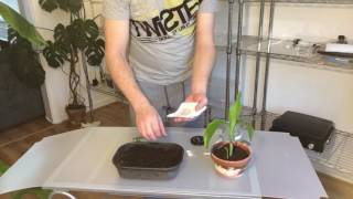 Propagating difficult Musa banana seeds with results [upl. by Ahsieit]