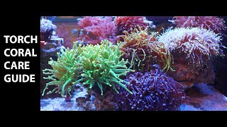 Torch Coral Care Guide [upl. by Zea]