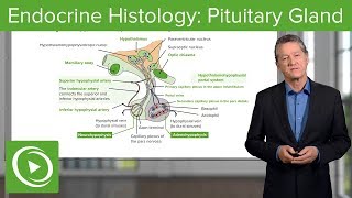 Endocrine Histology Pituitary Gland – Histology  Lecturio [upl. by Berri]