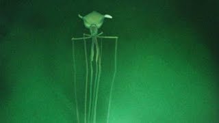 Bigfin Squid  Animal of the Week [upl. by Cami]