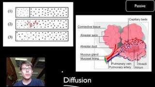 Transport Across Cell Membranes [upl. by Nednal]