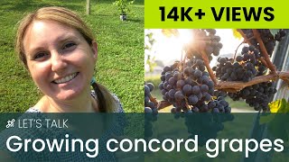 Growing Concord Grapes [upl. by Pandora189]