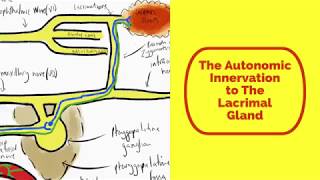 The Autonomic Innervation to The Lacrimal Gland [upl. by Notnroht]