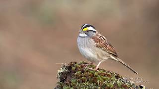 Whitethroated Sparrow Sings  4k [upl. by Mozza]