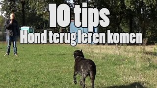 Dog School 10 Tips voor loslopende honden terug te leren komen [upl. by Sheilah]