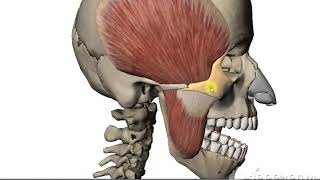 Temporalis muscle [upl. by Fleischer]