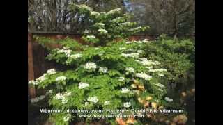 Viburnum plic tomentosum Mariesii  Double File Viburnum [upl. by Tandy944]